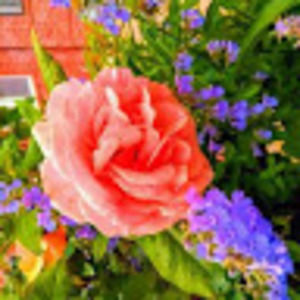 Meet your Posher, Miri